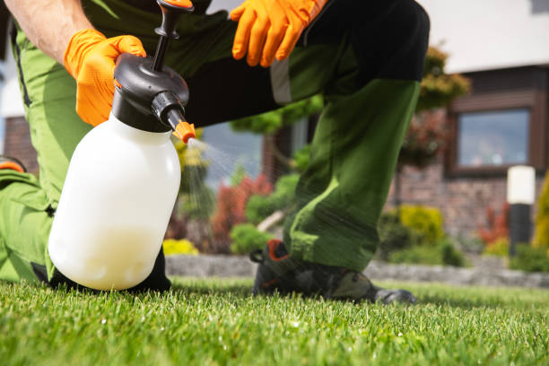 Best Termite Control Services  in Long Branch, VA