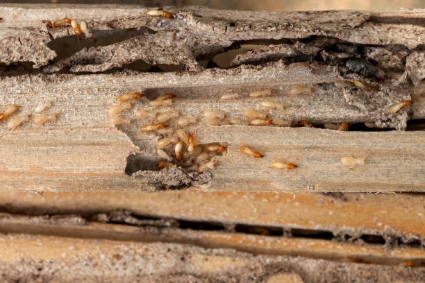 Best Emergency Pest Control  in Long Branch, VA