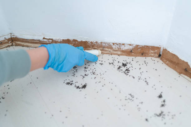 Reliable Long Branch, VA Pest Control Solutions