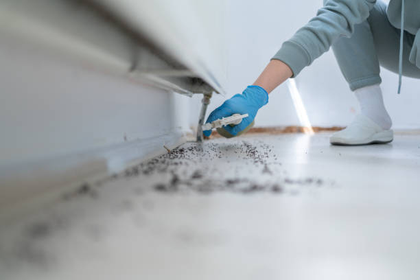 Best Local Pest Control Services  in Long Branch, VA
